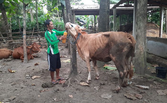 Warga Blitar Ciptakan Ramuan Tradisional untuk Sembuhkan PMK Hewan Ternak Warga Blitar Ciptakan Ramuan Tradisional untuk Sembuhkan PMK Hewan Ternak