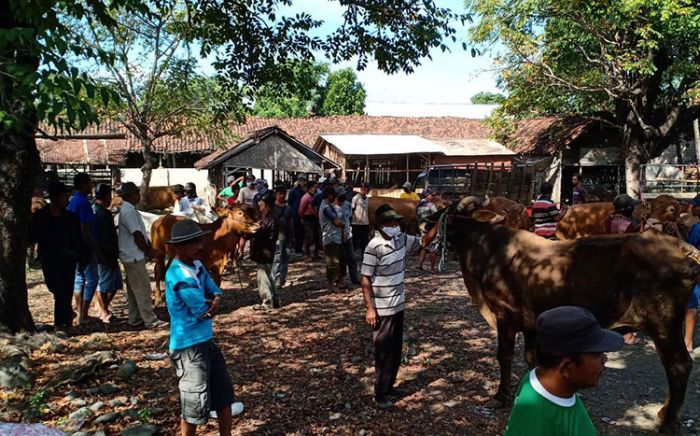 Nekat Buka Paksa Pasar Hewan Besuk, Pedagang: Kami Tak Ada Pendapatan Nekat Buka Paksa Pasar Hewan Besuk, Pedagang: Kami Tak Ada Pendapatan