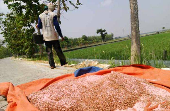 Pupuk Sulit Didapat, DPRD Bojonegoro Langsung Sidak ke Distributor Pupuk Sulit Didapat, DPRD Bojonegoro Langsung Sidak ke Distributor