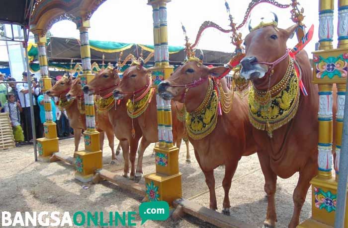 Ajang Kontes "Sape Sonok" jadi Bagian Promosi Wisata Nasional "Kemilau Madura"