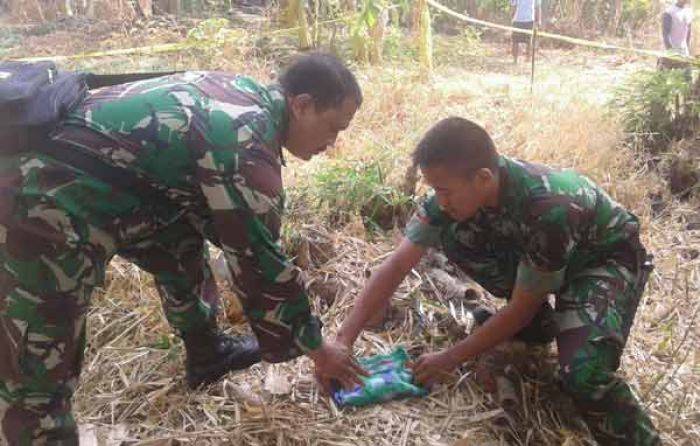 Bersihkan Pekarangan, Warga Sukomoro Nganjuk Temukan Granat Nanas Bersihkan Pekarangan, Warga Sukomoro Nganjuk Temukan Granat Nanas