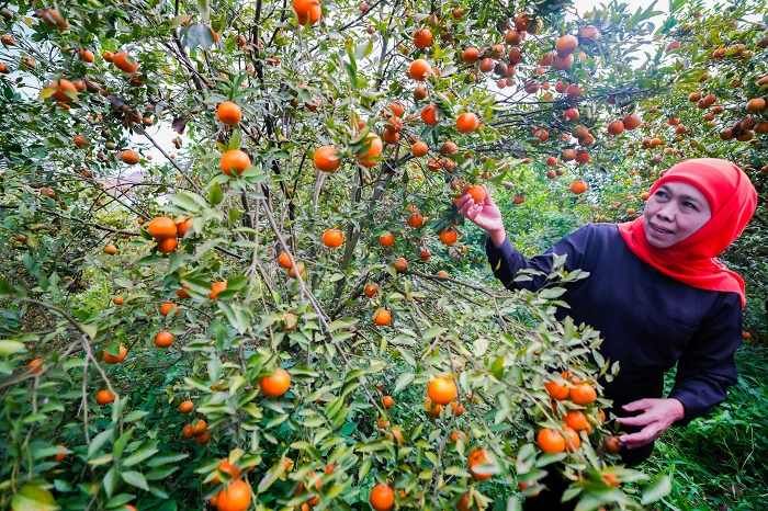 Khofifah Minta Masyarakat Banyak-Banyak Konsumsi Buah Lokal, Berikut Alasannya Khofifah Minta Masyarakat Banyak-Banyak Konsumsi Buah Lokal, Berikut Alasannya
