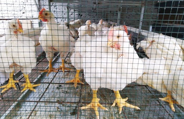 Tak Mau Rugi Gara-gara Harga Daging Ayam Turun, Peternak di Kota Probolinggo Lakukan Ini