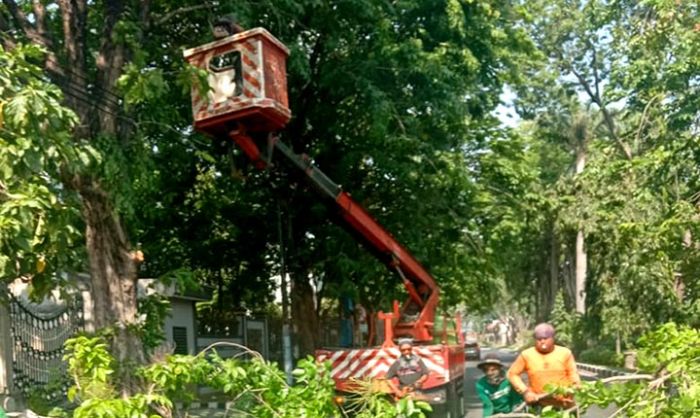 Rutin Lakukan Perantingan, DKRTH Pangkas Puluhan Pohon Tiap Hari Rutin Lakukan Perantingan, DKRTH Pangkas Puluhan Pohon Tiap Hari