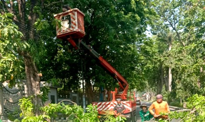 Rutin Lakukan Perantingan, DKRTH Pangkas Puluhan Pohon Tiap Hari