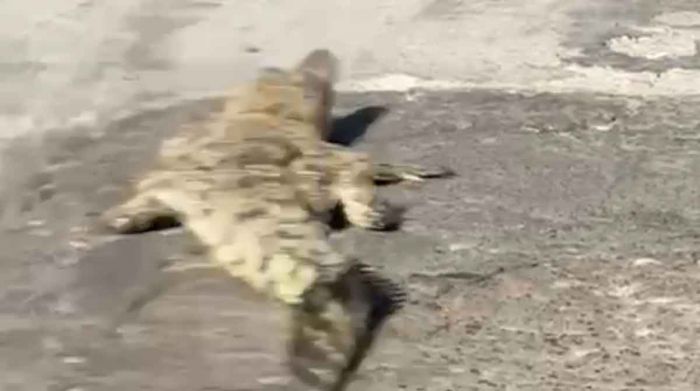 Ngeri, Seekor Buaya Keluar dari Sungai Klowang Pamekasan, Begini Penjelasan Warga Ngeri, Seekor Buaya Keluar dari Sungai Klowang Pamekasan, Begini Penjelasan Warga