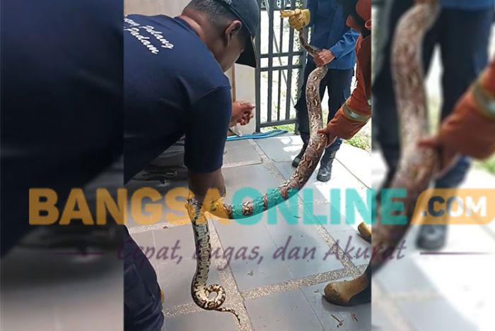 Gercep! Dalam 30 Menit, Damkar Gresik Berhasil Jinakkan Ular Piton Sepanjang 2 Meter di Kamar Mandi Gercep! Dalam 30 Menit, Damkar Gresik Berhasil Jinakkan Ular Piton Sepanjang 2 Meter di Kamar Mandi