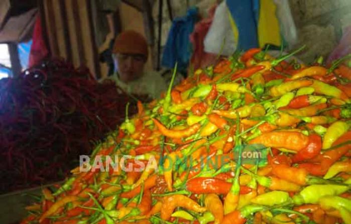 3 Kecamatan di Tuban Dijadikan Sentra Produksi Cabai, Kirim hingga ke Luar Kota 3 Kecamatan di Tuban Dijadikan Sentra Produksi Cabai, Kirim hingga ke Luar Kota