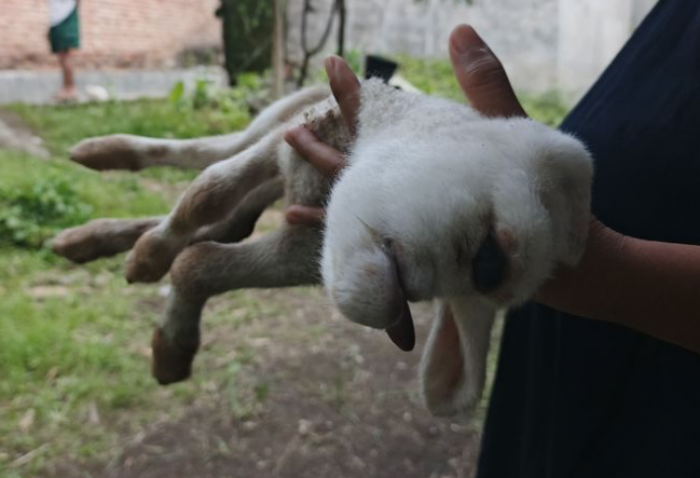 Heboh Kambing Lahir Bermata Satu di Banyuwangi, Ini Penjelasan Ilmiahnya