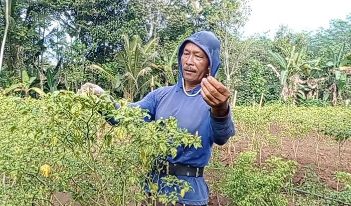 Cuaca Buruk dan Hama, Petani Cabai di Kabupaten Blitar Gagal Panen