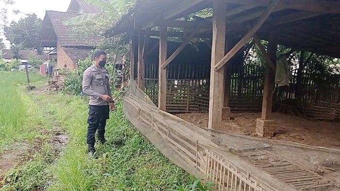 Digondol Maling, Ratusan Bebek Milik Warga di Blitar Raib Tak Berbekas Digondol Maling, Ratusan Bebek Milik Warga di Blitar Raib Tak Berbekas