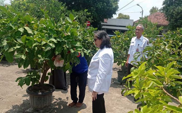 Pj Wali Kota Kediri Tinjau Kebun DKPP, Dukung Program Dalam Mencapai Ketahanan Pangan Pj Wali Kota Kediri Tinjau Kebun DKPP, Dukung Program Dalam Mencapai Ketahanan Pangan