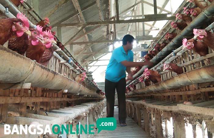 Ini Penyebab Lonjakan Harga Telur Ayam Versi Peternak di Blitar