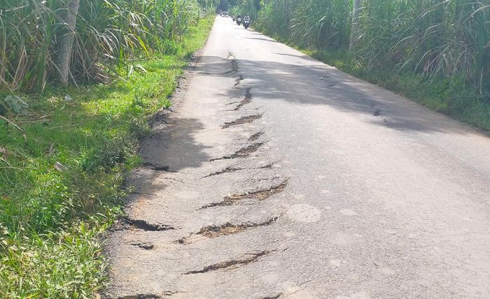 Baru Seminggu Diperbaiki, Proyek Jalan di Jember Sudah Rusak Lagi Baru Seminggu Diperbaiki, Proyek Jalan di Jember Sudah Rusak Lagi