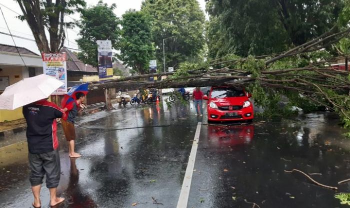 Akibat Angin Kencang, Mobil Brio Tertimpa Pohon di Pinggir Jalan Jember Akibat Angin Kencang, Mobil Brio Tertimpa Pohon di Pinggir Jalan Jember