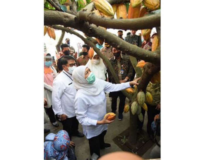 Coklat Jatim Disiram Salawat, Gubernur Khofifah Minta Pemasarannya Menyasar Jamaah Haji Coklat Jatim Disiram Salawat, Gubernur Khofifah Minta Pemasarannya Menyasar Jamaah Haji