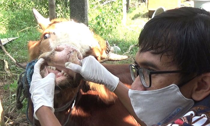 Wabah PMK Buat Panik Peternak di Jombang, Harga Jual Bakal Anjlok Drastis Wabah PMK Buat Panik Peternak di Jombang, Harga Jual Bakal Anjlok Drastis