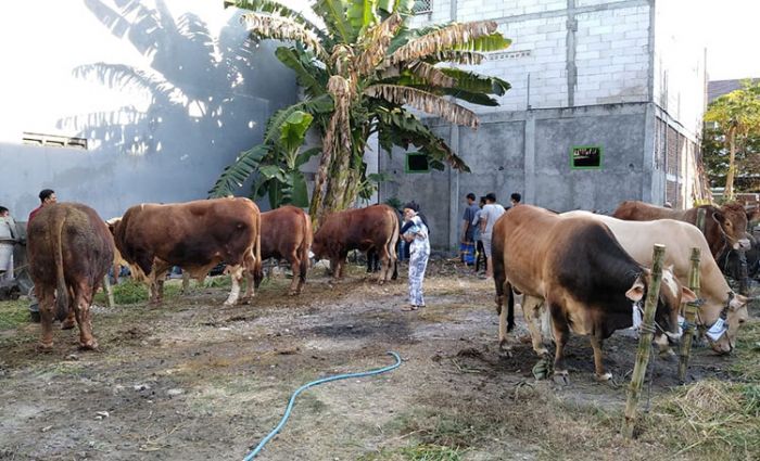 Idul Adha 1441 H, LDII Gresik Berbagi Hewan Kurban Senilai Rp 6,5 Miliar Idul Adha 1441 H, LDII Gresik Berbagi Hewan Kurban Senilai Rp 6,5 Miliar