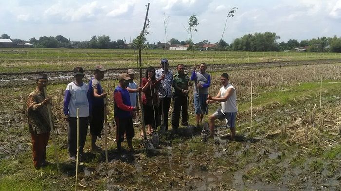 Warga Juwet Kenongo Sidoarjo Tolak Lahannya Ditanami Trembesi Warga Juwet Kenongo Sidoarjo Tolak Lahannya Ditanami Trembesi