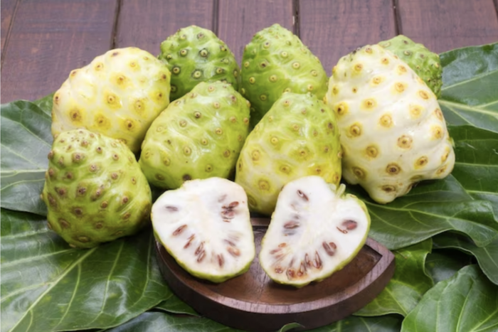 Buah Mengkudu Bisa Obati 5 Penyakit, Simak Daftarnya Buah Mengkudu Bisa Obati 5 Penyakit, Simak Daftarnya