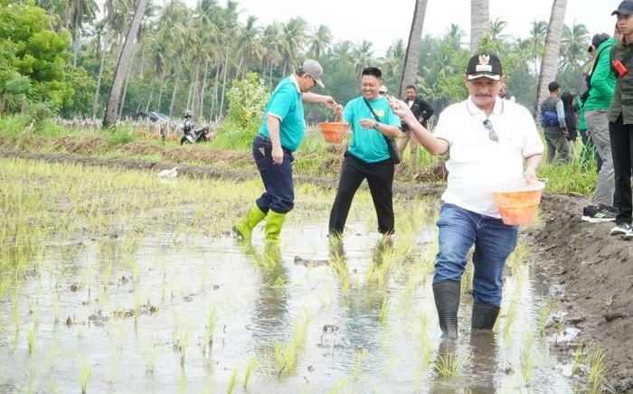 Bibit Padi BK 01 dan 02 Agritan: Dari Situbondo untuk Nusantara Bibit Padi BK 01 dan 02 Agritan: Dari Situbondo untuk Nusantara