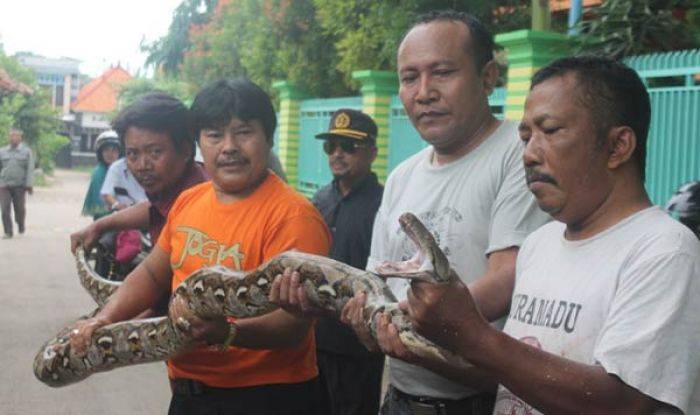 Ular Piton kembali Ditangkap di Tuban, Kali ini di Desa Boto Ular Piton kembali Ditangkap di Tuban, Kali ini di Desa Boto
