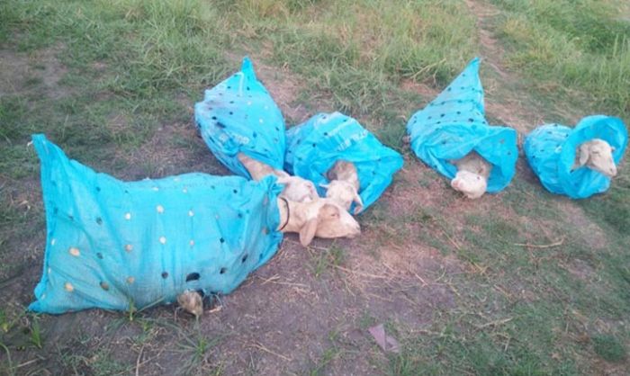 9 Kambing Hasil Percobaan Pencurian di Sukodono Sidoarjo Ditemukan Warga 9 Kambing Hasil Percobaan Pencurian di Sukodono Sidoarjo Ditemukan Warga