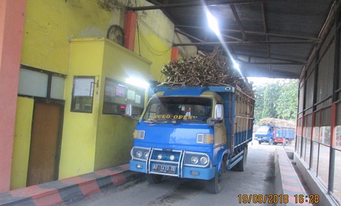 Harga Anjlok, Petani Tebu di Madiun Enggan Tanam Lagi