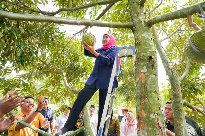 Jatim Penghasil Durian Terbesar, Khofifah Bakal Jadikan Ekspor Unggulan Demi Kesejahteraan Petani Jatim Penghasil Durian Terbesar, Khofifah Bakal Jadikan Ekspor Unggulan Demi Kesejahteraan Petani