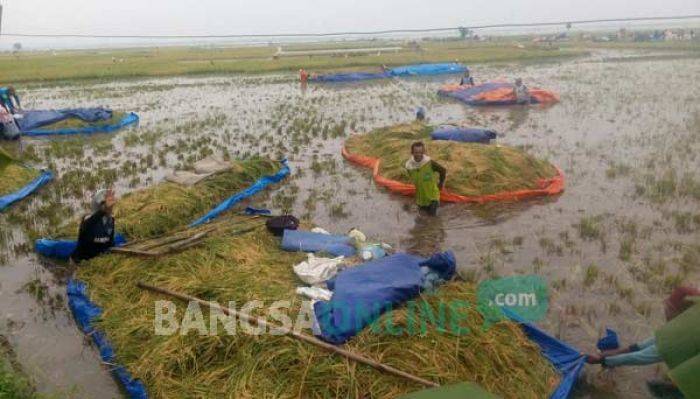 250 Hektare Tanaman Padi di Baureno Bojonegoro Tak Terselamatkan 250 Hektare Tanaman Padi di Baureno Bojonegoro Tak Terselamatkan