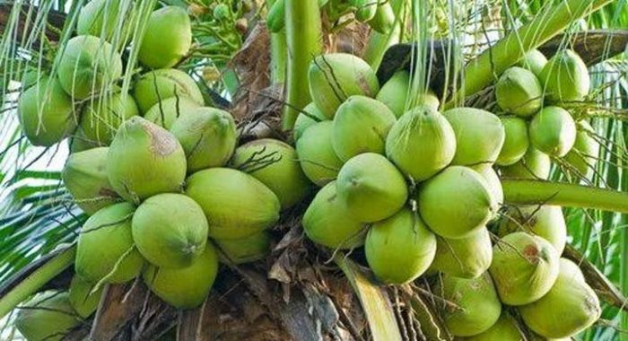 Degan Nilai Jual Tinggi, Produksi Kelapa di Pacitan Merosot