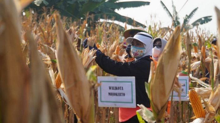 Hari Pangan Sedunia, Ning Ita Ajak Warga Manfaatkan Lahan untuk Dukung Ketahanan Pangan