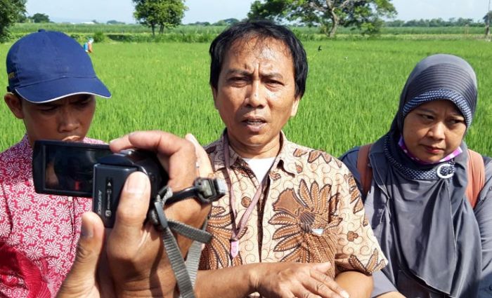 Ratusan Hektare Tanaman Padi di Kediri Terancam Serangan Hama Wereng Coklat