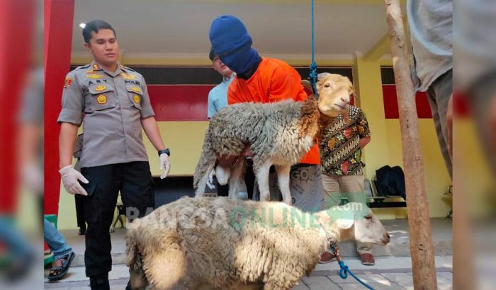 Curi Kambing Tetangganya, Pemuda Ledok Kulon Bojonegoro Diamankan Polisi Curi Kambing Tetangganya, Pemuda Ledok Kulon Bojonegoro Diamankan Polisi
