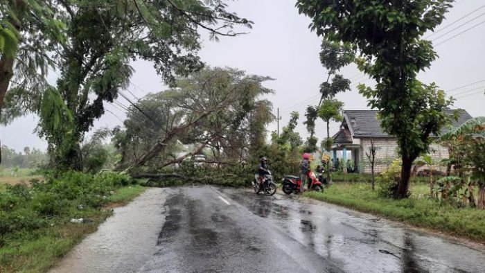 Pohon Tumbang Tutup Jalur Tuban-Bojonegoro, Pengendara Harus Putar Balik Pohon Tumbang Tutup Jalur Tuban-Bojonegoro, Pengendara Harus Putar Balik