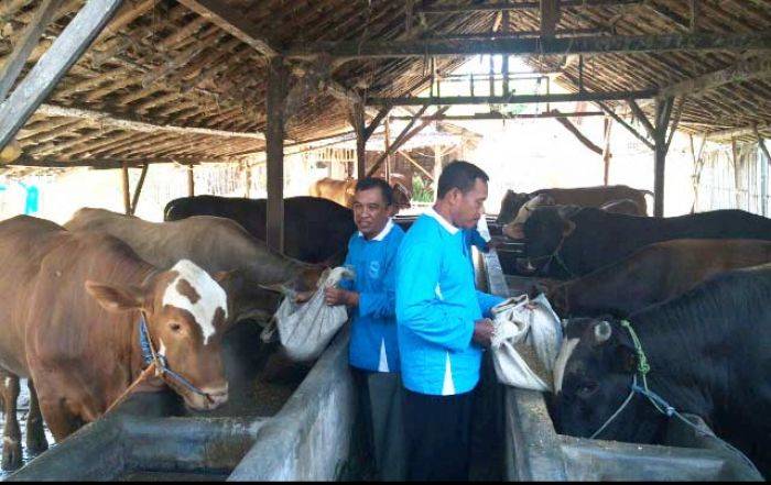 SMGR Suntikkan Dana Rp 1,43 Miliar untuk Peternak Sapi di Rembang SMGR Suntikkan Dana Rp 1,43 Miliar untuk Peternak Sapi di Rembang