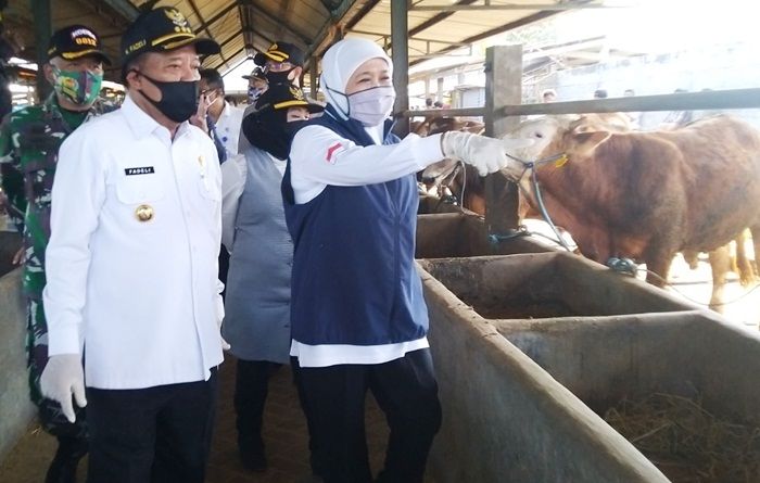 Sidak Hewan Kurban di Lamongan, Khofifah Minta Masyarakat Tetap Waspadai Corona Sidak Hewan Kurban di Lamongan, Khofifah Minta Masyarakat Tetap Waspadai Corona