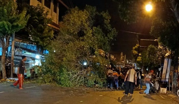 Pohon Tumbang Timpa Dua Pengendara Motor di Kota Mojokerto: Satu Kritis, Satu Meninggal