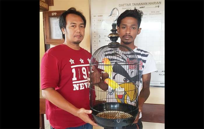 Spesialis Pencuri Burung Love Bird Berhasil Diamankan, Satu Orang Masih Buron Spesialis Pencuri Burung Love Bird Berhasil Diamankan, Satu Orang Masih Buron