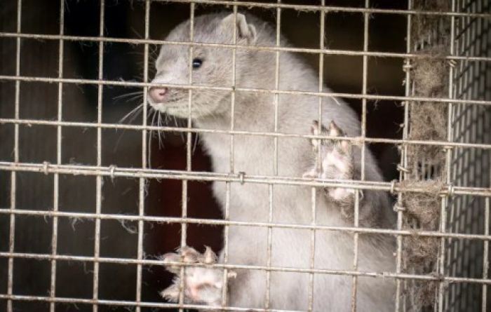 15 Juta Musang akan Dibunuh karena Tertular Virus Corona 15 Juta Musang akan Dibunuh karena Tertular Virus Corona