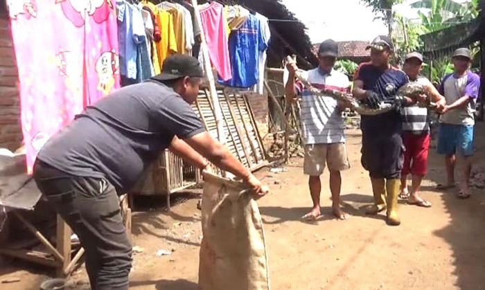 Kerap Memangsa Ternak Warga, Ular Sanca Sepanjang 4 Meter di Jombang Ditangkap Kerap Memangsa Ternak Warga, Ular Sanca Sepanjang 4 Meter di Jombang Ditangkap