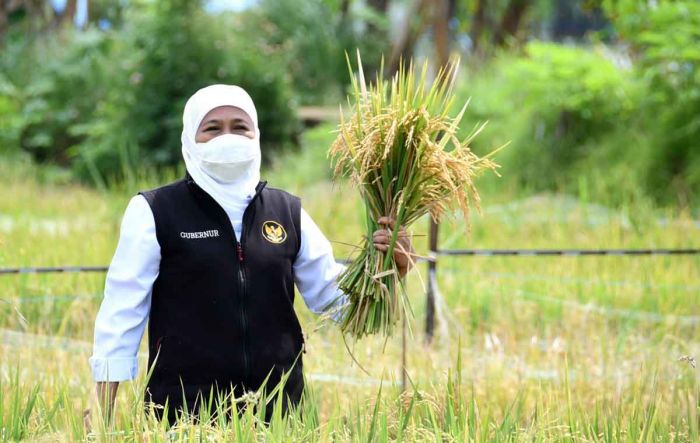 Gubernur Khofifah Apresiasi Surplus Beras di Ngawi Gubernur Khofifah Apresiasi Surplus Beras di Ngawi