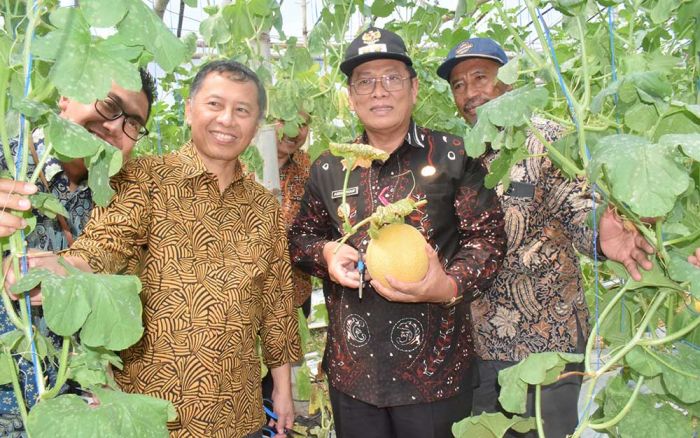 Lewat Metode Budi Daya Greenhouse, Produksi Melon di Lamongan Meningkat Lewat Metode Budi Daya Greenhouse, Produksi Melon di Lamongan Meningkat
