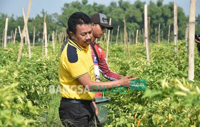Harga Cabai Rawit Belum Stabil, Bupati Jombang Turun Temui Petani Harga Cabai Rawit Belum Stabil, Bupati Jombang Turun Temui Petani