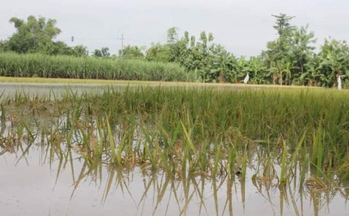 Pasca Dilanda Banjir, Petani Dipastikan Merugi