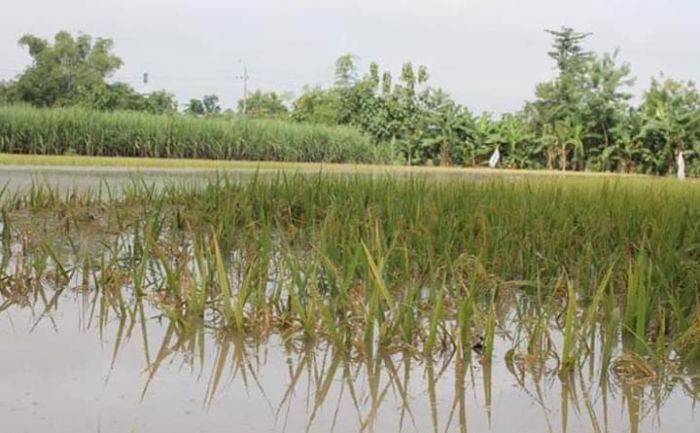 Pasca Dilanda Banjir, Petani Dipastikan Merugi Pasca Dilanda Banjir, Petani Dipastikan Merugi