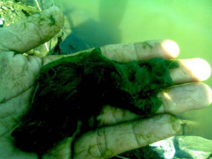 Memancing Nila, Memahami Karakter Umpan Memancing Nila, Memahami Karakter Umpan