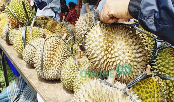 Festival Durian di Lereng Kelud Sajikan Berbagai Varietas Durian Lokal Festival Durian di Lereng Kelud Sajikan Berbagai Varietas Durian Lokal