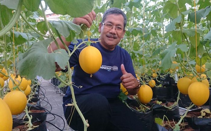Pemdes Randuagung Gresik Budidaya Melon Luna Maya di Wisata Ecopark Pemdes Randuagung Gresik Budidaya Melon Luna Maya di Wisata Ecopark