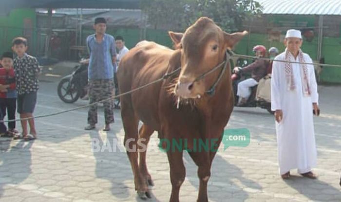 Kiai NU di Blitar Meninggal Dunia Usai Diseruduk Sapi Kurban Kiai NU di Blitar Meninggal Dunia Usai Diseruduk Sapi Kurban